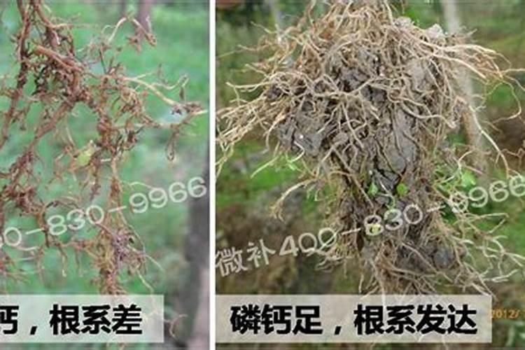 兰花如何促根植株长势旺