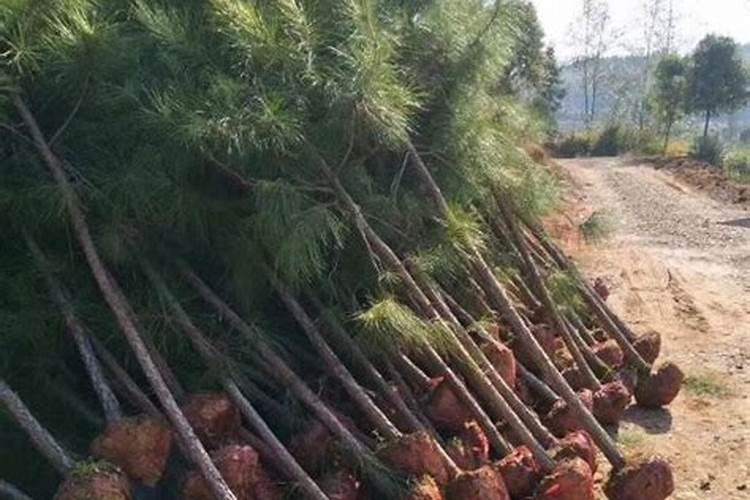 香椿移栽后需要追肥吗？使用什么肥料最好？