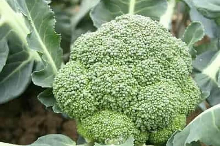 膨果最快最好的叶面肥