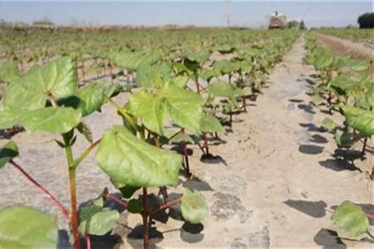 棉花怎么使用叶面肥 棉花施肥方法介绍