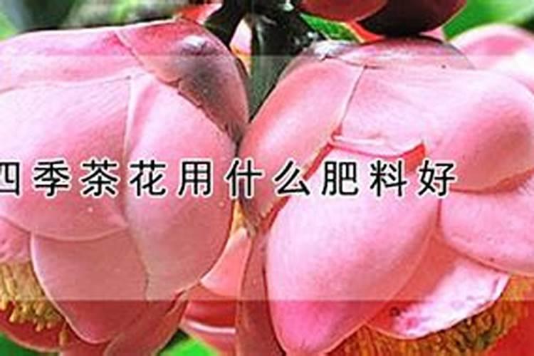 硫酸亚铁适合浇什么花