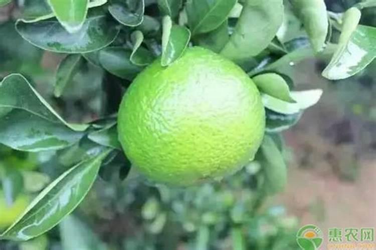 桔柚种植及修剪视频