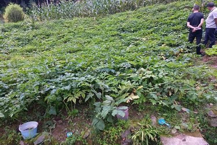 请问独活怎么种植,谢谢!