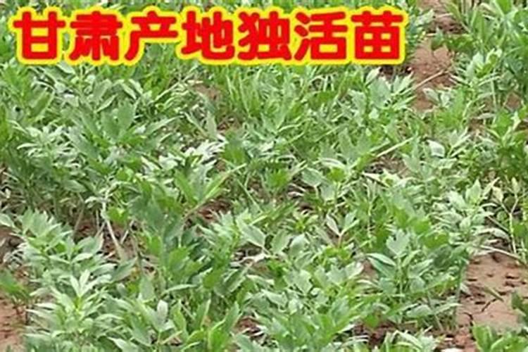 中药材专用根茎块膨大剂哪个好？独活什么时候打根茎块膨大素？