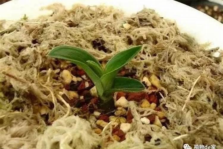 兰花施什么肥料最好