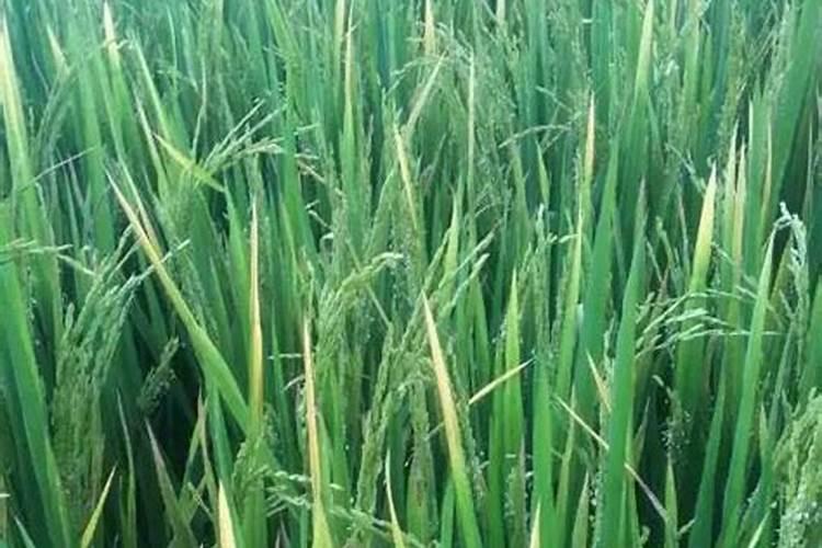 水苔素加大剂量会怎样