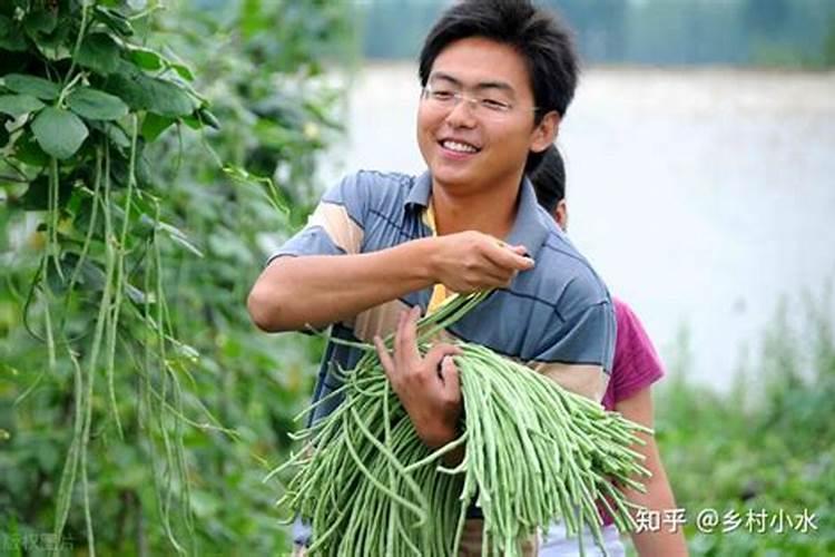 种豆角如何使用氮肥？可以实现豆角高产吗？