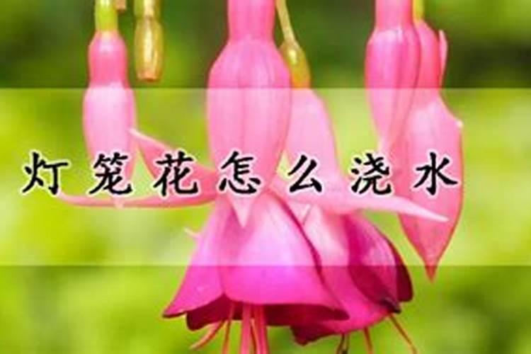 灯笼花浇什么肥料合适