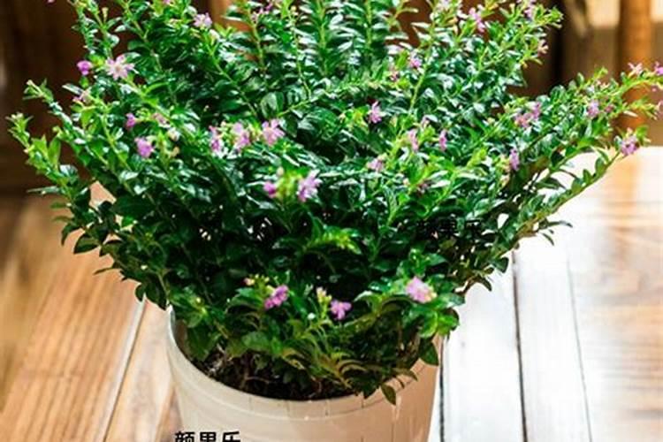 满天星怎么养
