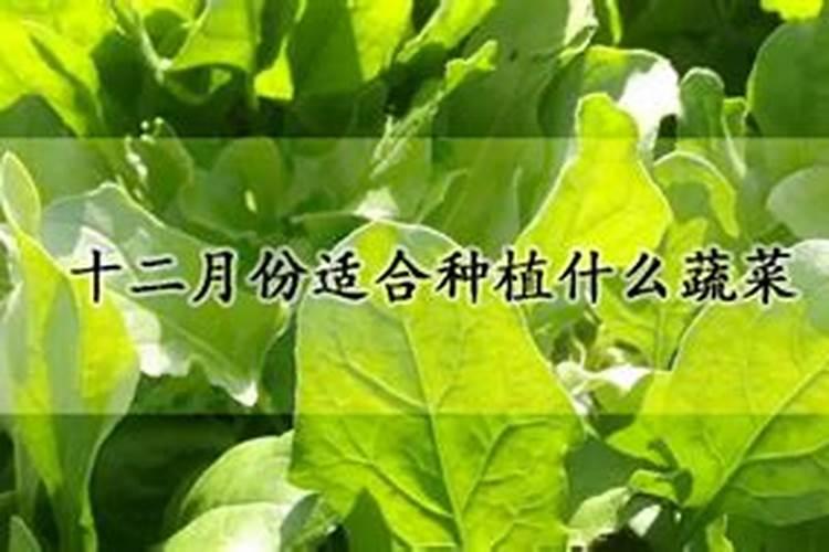 沙糖桔十二月还冒梢如何处理(明年挂果树)？