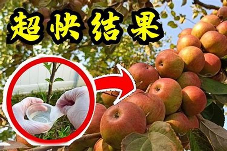 长寿花什么时候施化肥 怎么施肥最好