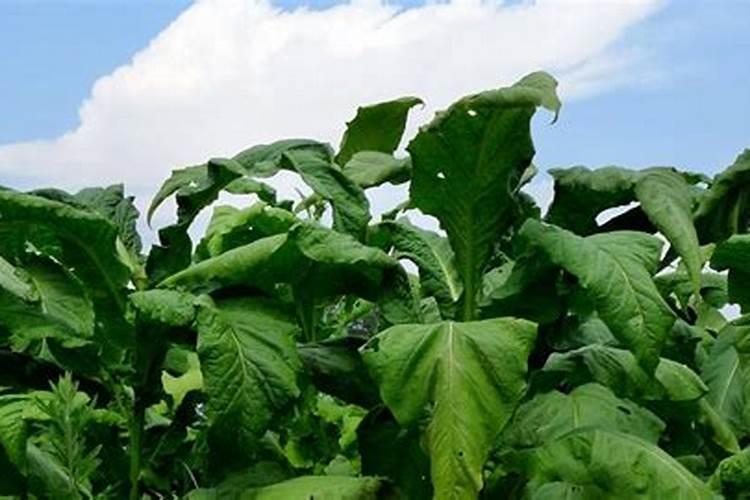 烟草种植需要什么肥料