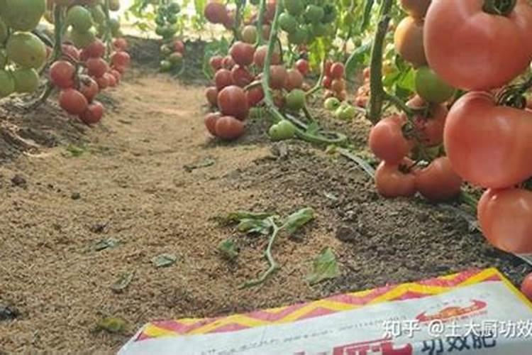 番茄什么时候冲钙肥好 注意事项有哪些