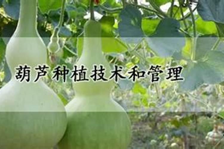 磷酸钙是什么肥料？有机肥怎么做的？