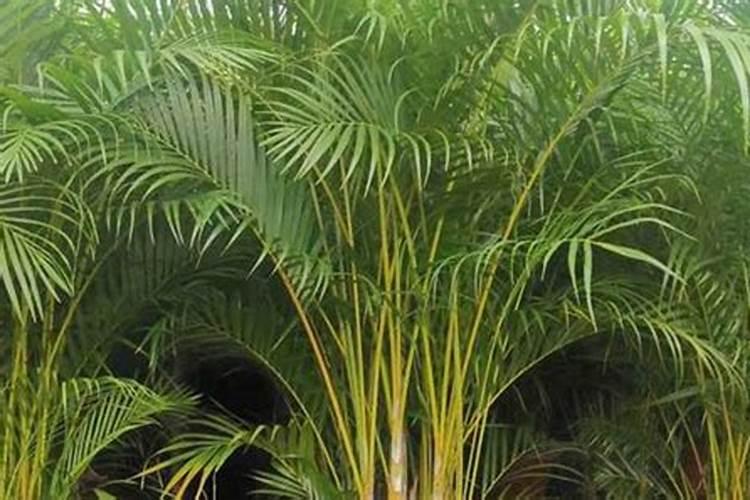 盆栽植物的种类有哪些？