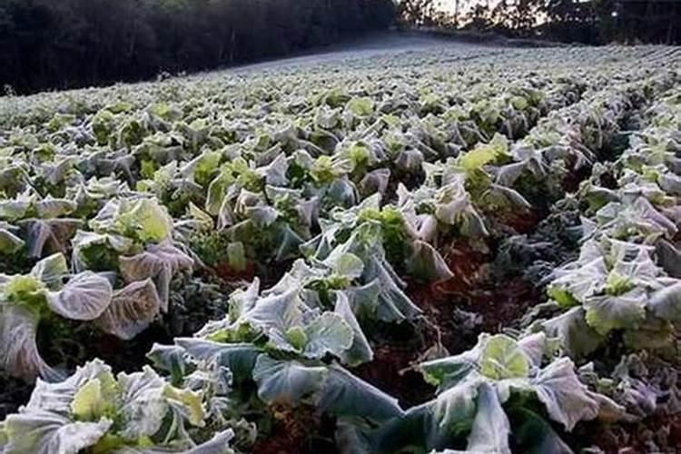 黄腐酸的作用是什么.黄腐酸的功能是什么