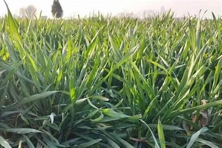 小麦拔节期如何管理？适合施什么肥料？