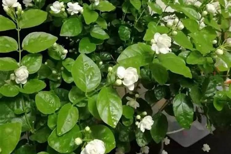 茉莉花施什么肥最好