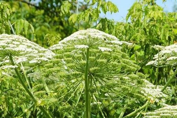 白芷施什么肥