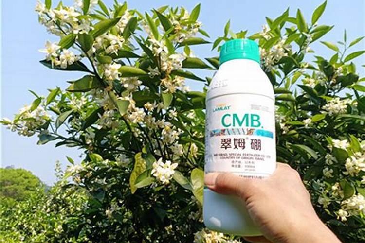 化肥烧苗的原因是什么？如何预防化肥烧苗？