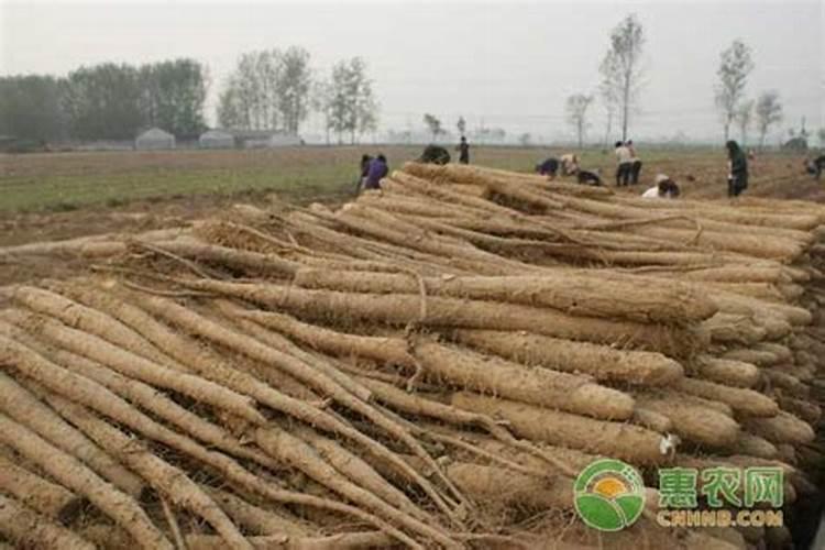 5月怎么养茶花才能顺利开花