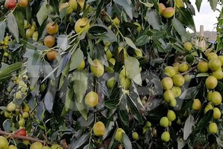 土地浇水后出现红白色是怎么回事,怎么调节土壤