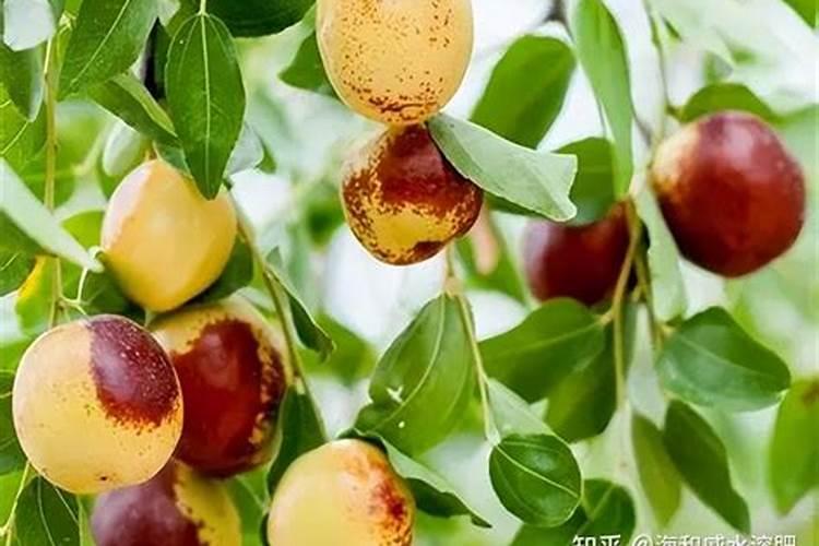 种植小麦适合用海藻肥吗？海藻肥效果到底怎么样？