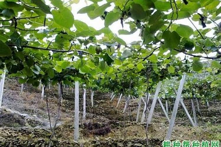 矿源黄腐酸钾最佳搭配