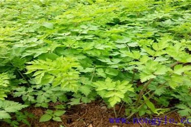 种植当归如何追肥