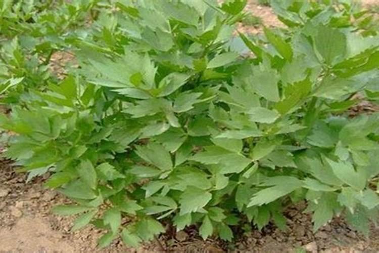 种植当归用什么肥料