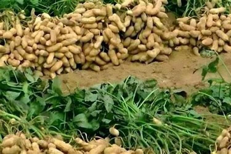 花生高产用什么肥料