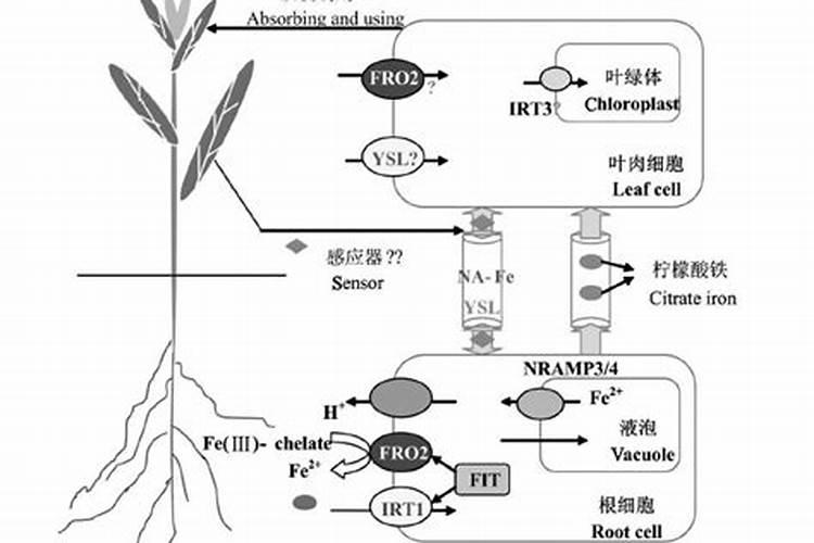 花生叶子发黄底肥不足,追加什么叶面肥好？