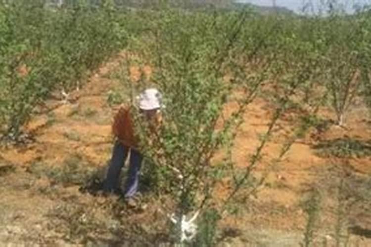 果树补钙用什么钙肥好 什么时候使用效果好