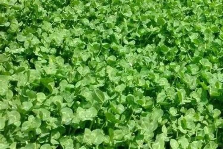 三叶草怎么施肥