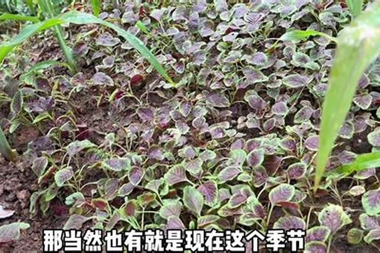 红苋菜出苗后怎么浇水施肥