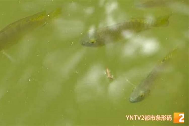 钾肥有什么作用？