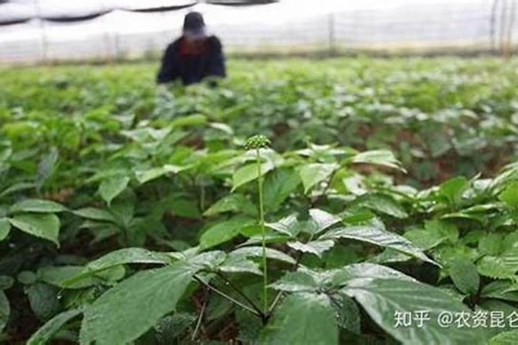 膨果最快最好的叶面肥