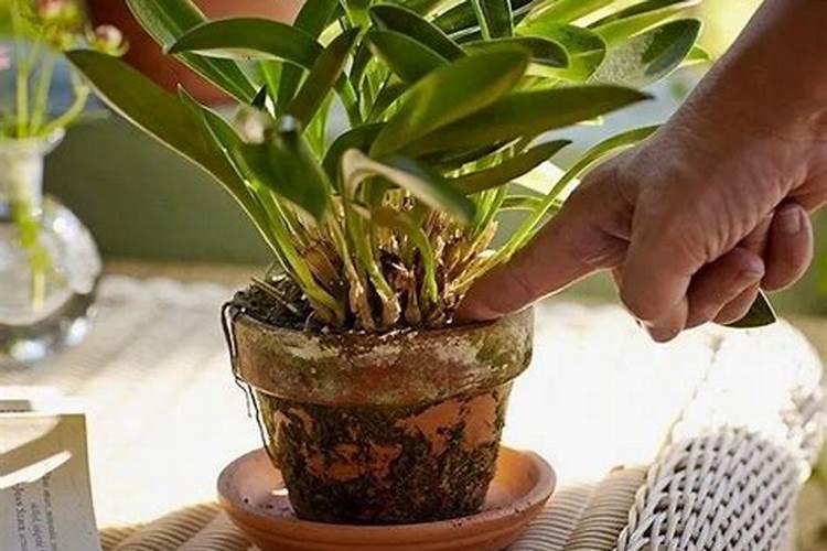 磷肥泡水可以浇花吗