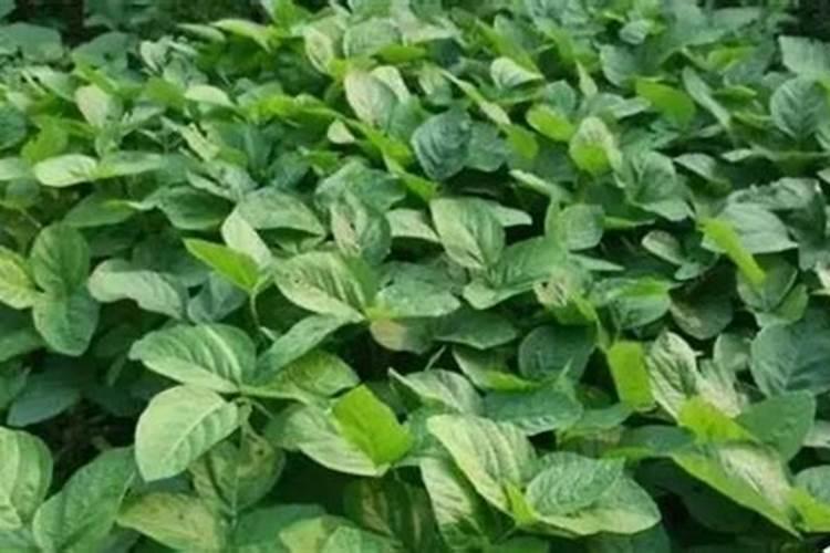土豆可以用尿素施肥吗 开花前可以使用吗