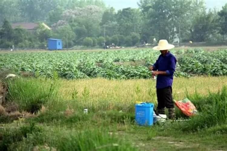 叶面喷施硼肥多少克一桶水