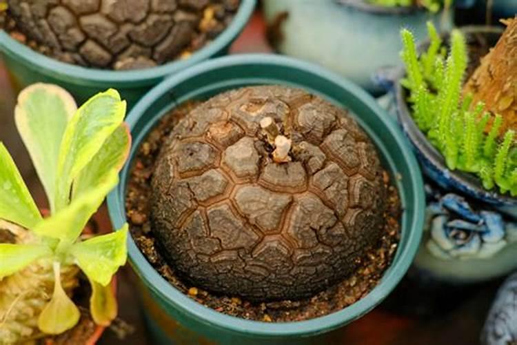 多肉植物新手如何养殖