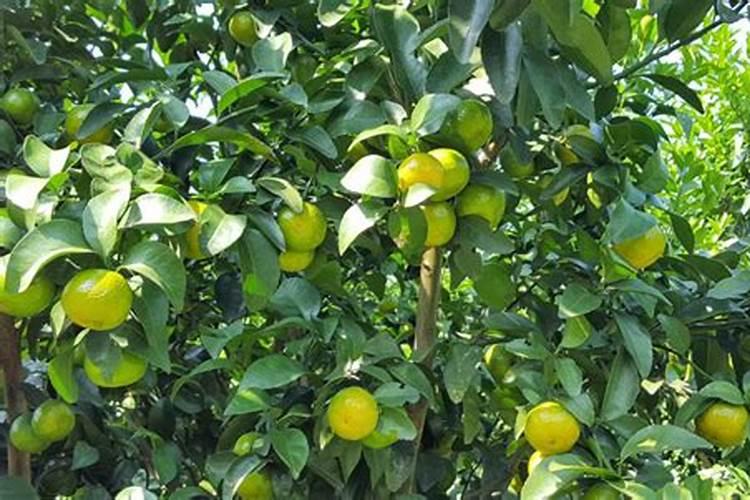柑橘种植底肥怎么配置(柑橘基肥料什么时期施用最好)