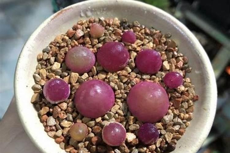 肉锥花多肉植物栽培技术施肥的知识有哪些