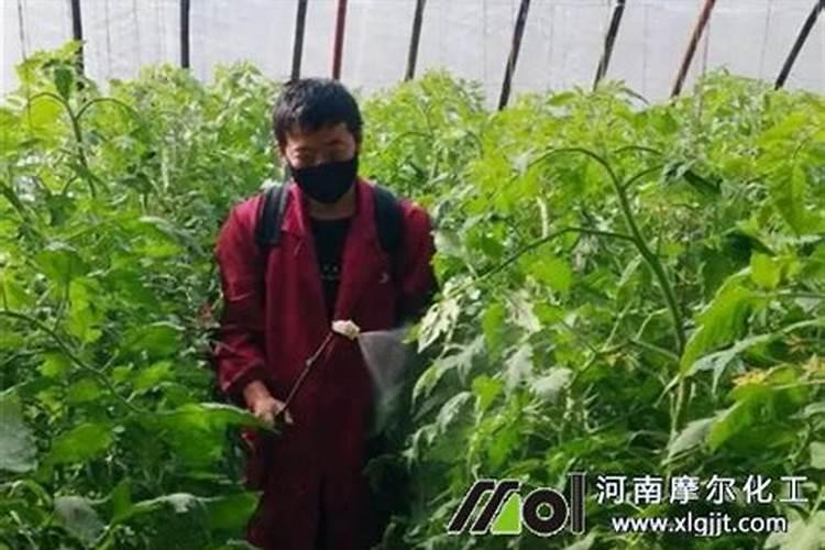 菜地怎么施肥 叶面肥在蔬菜的幼苗期