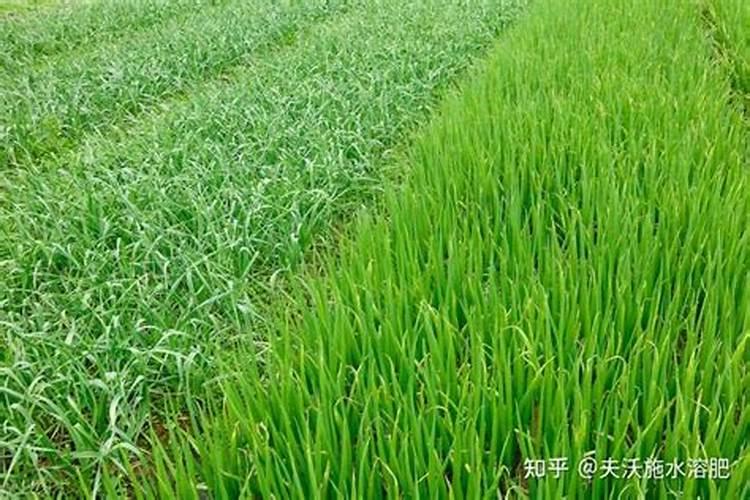 各位老师好,如图小葱正常吗？要怎么样管理？