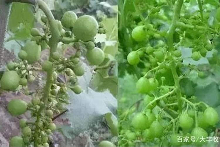 葡萄挂果三个月葡萄开始干枯应用啥药