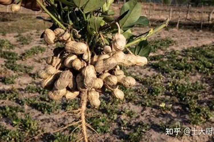 花生在开花前需要大量氮肥吗？