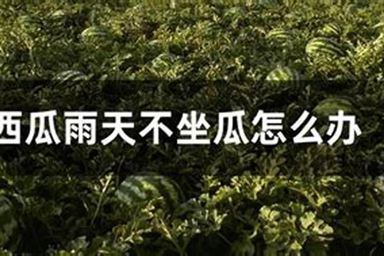 满大街上都能够看到各种各样的西瓜,西瓜施肥的注意事项有哪些呢？