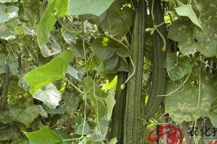 大棚丝瓜该如何种植？怎样才能提高产量？