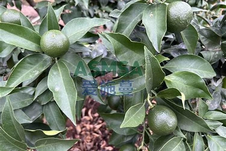 各位老师请教一下:芒果树冲梢用什么药来控比较稳